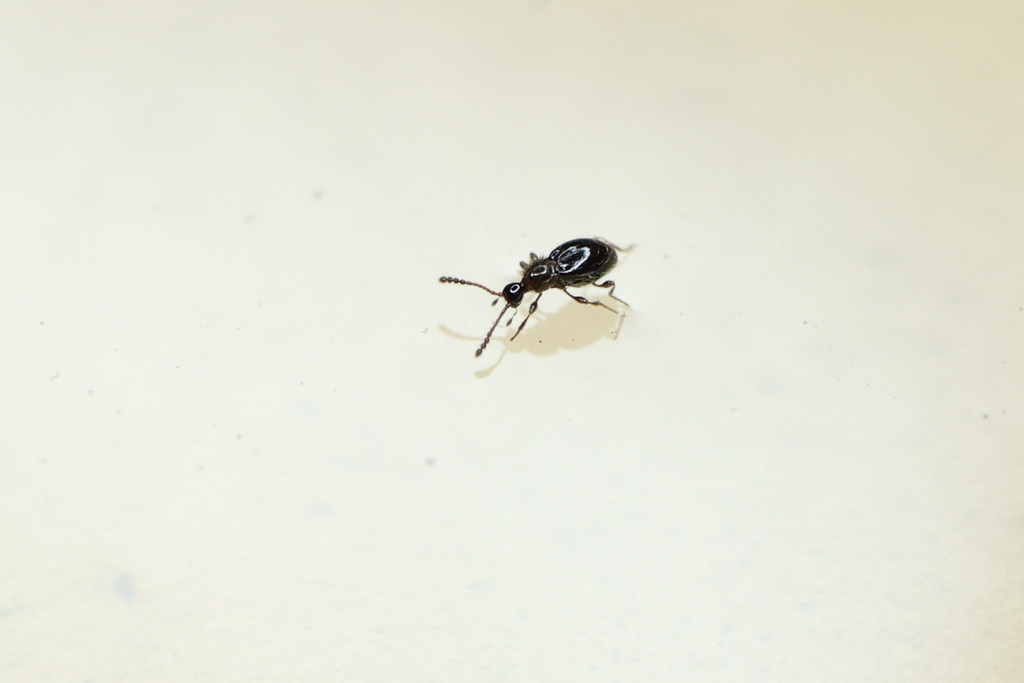 Euconnus hirticollis