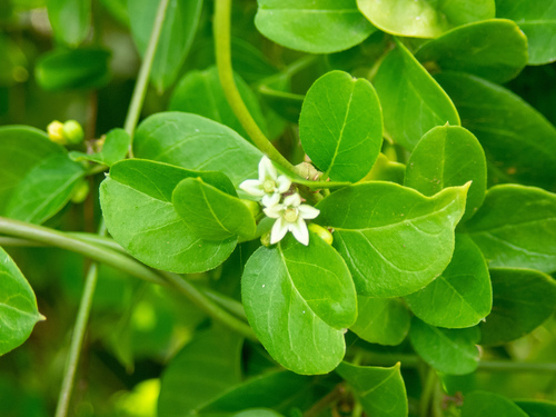 Cheesman's swallow-wort (Metastelma decipiens)
