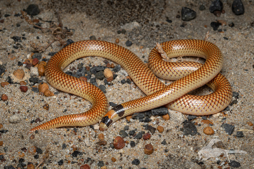 Black-naped Burrowing Snake sighting