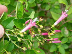 Jacquemontia solanifolia