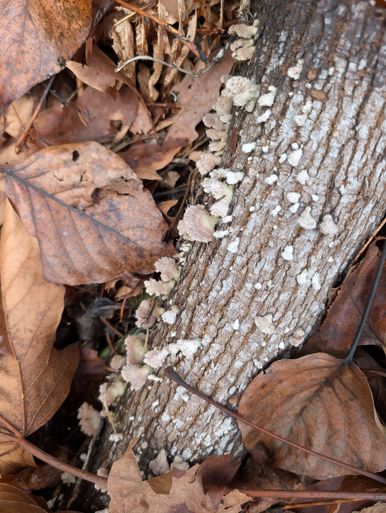 Schizophyllum commune