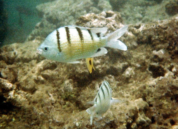 Green Damselfish