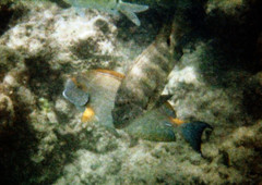 Acanthurus dussumieri