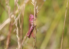 Chorthippus biguttulus
