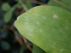 Erysiphe trifoliorum