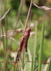 Chorthippus biguttulus
