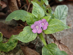 Omphalodes verna