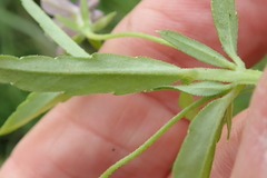 Monopsis stellarioides