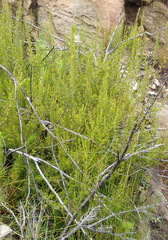 Cliffortia tuberculata