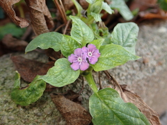Omphalodes verna