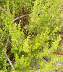 Cliffortia tuberculata