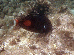 Acanthurus achilles