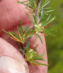 Cliffortia tuberculata