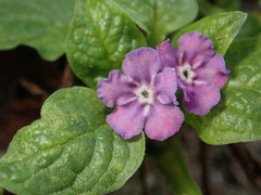Omphalodes verna
