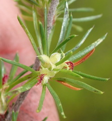 Cliffortia tuberculata