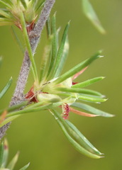 Cliffortia tuberculata