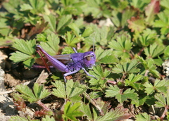 Chorthippus biguttulus