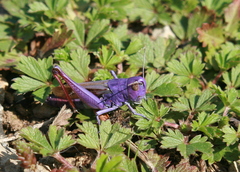 Chorthippus biguttulus
