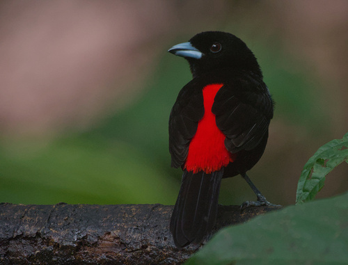 Passerinitangare (Ramphocelus passerinii)