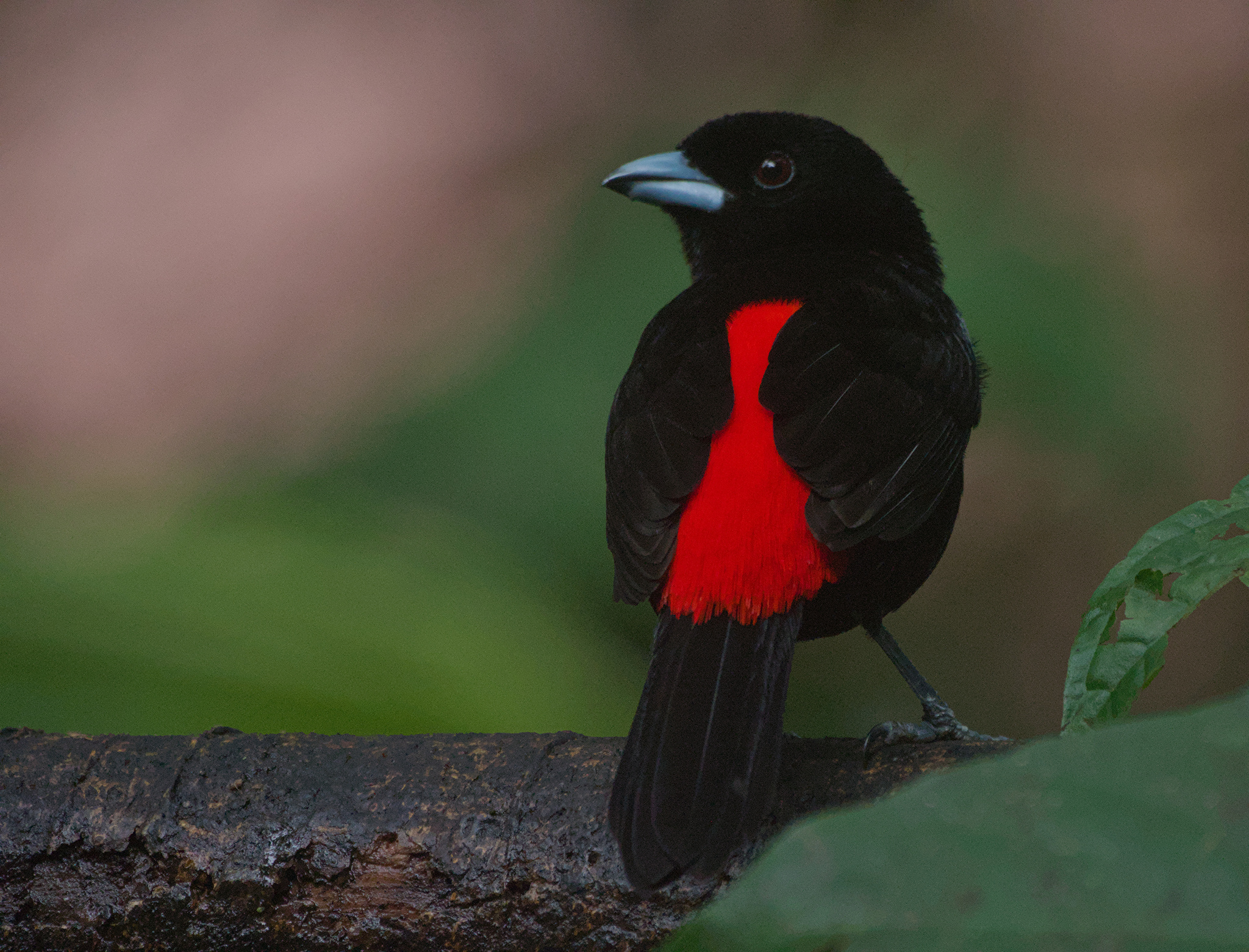 Scarlet-rumped Tanager (Ramphocelus passerinii)
