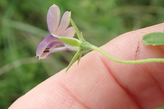 Monopsis stellarioides