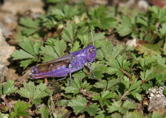 Chorthippus biguttulus