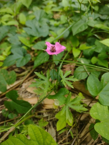 Modiolastrum gilliesii, photograph 2