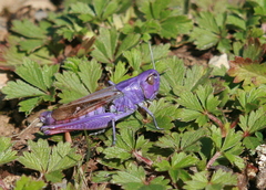 Chorthippus biguttulus