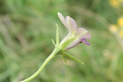 Monopsis stellarioides