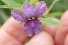 Monopsis stellarioides