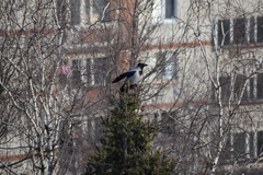Corvus cornix