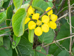 Stigmaphyllon emarginatum