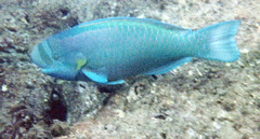 Chlorurus perspicillatus