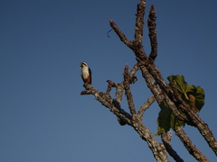 Microhierax caerulescens