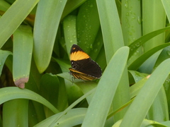 Adelpha melanthe