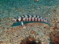 Parapercis tetracantha