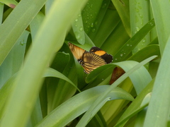 Adelpha melanthe