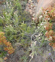 Passerina obtusifolia