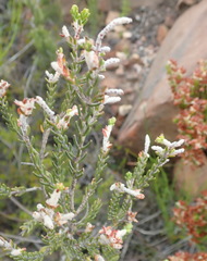 Passerina obtusifolia