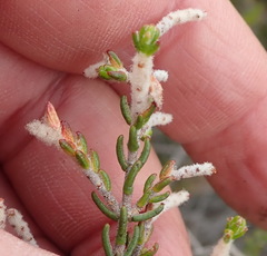 Passerina obtusifolia