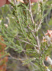 Passerina obtusifolia