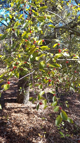 Carolina holly (Ilex ambigua)