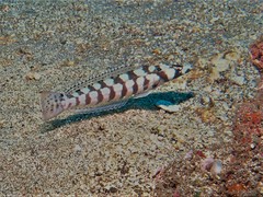 Parapercis tetracantha