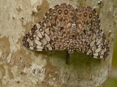 Hamadryas feronia farinulenta
