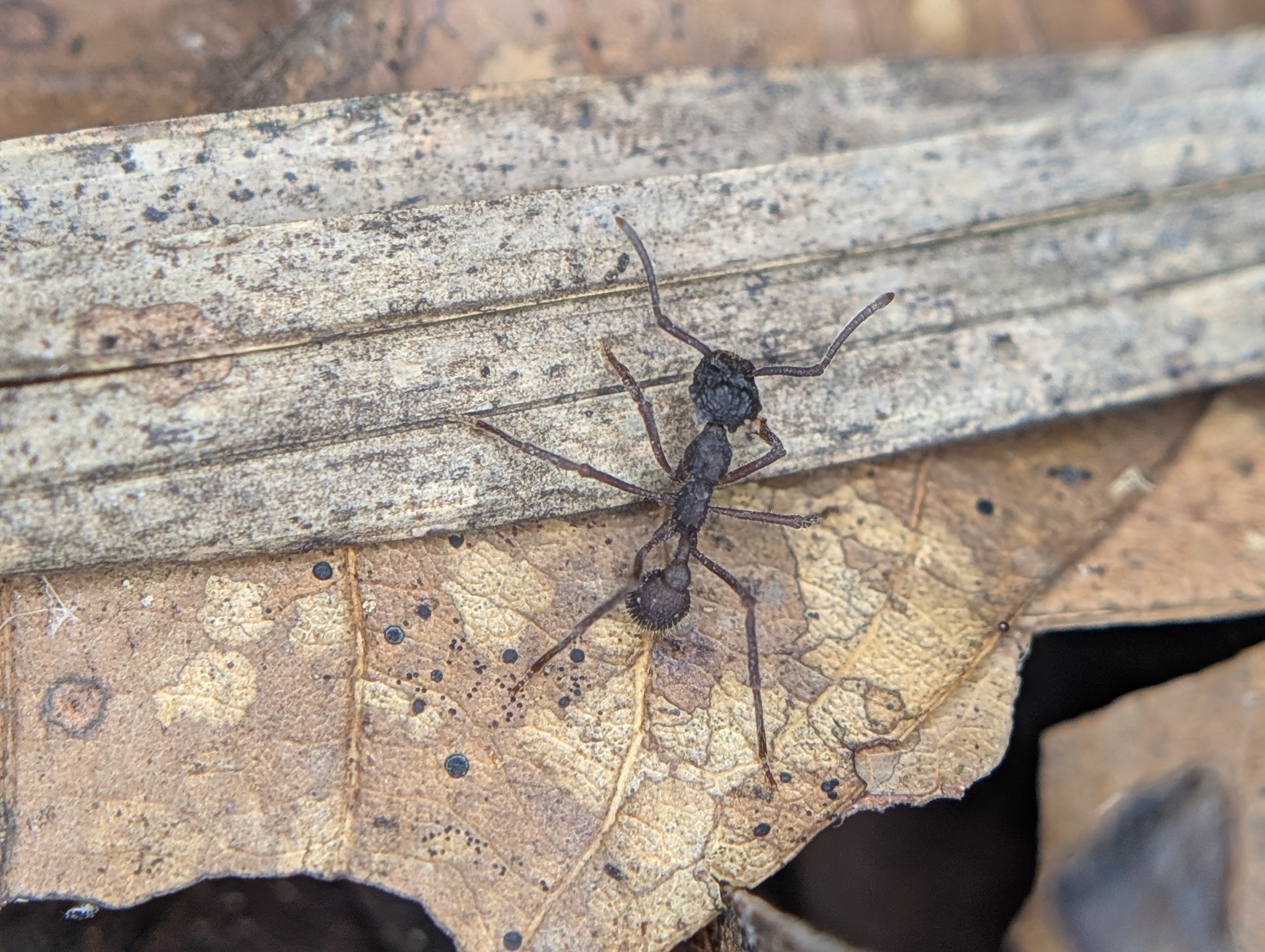 Apterostigma megacephala