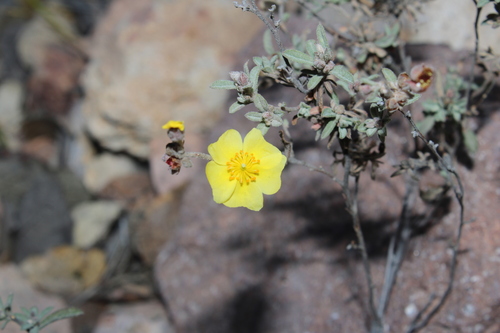 Crocanthemum glomeratum, photograph 4