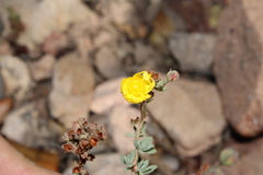 Rodolfo Maximiliano Gutiérrez-Sánchez, CC BY, iNaturalist via GBIF Crocanthemum glomeratum, photograph Rodolfo Maximiliano Gutiérrez-Sánchez, CC BY, iNaturalist via GBIF