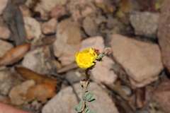 Crocanthemum glomeratum, photograph Rodolfo Maximiliano Gutiérrez-Sánchez, CC BY, iNaturalist via GBIF