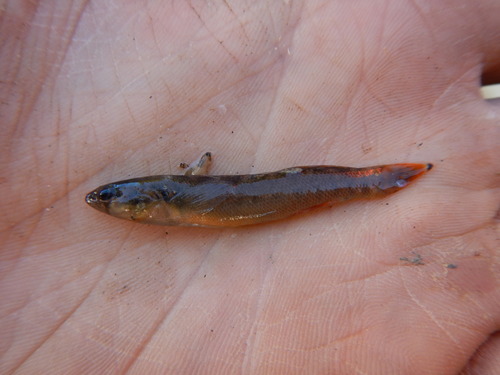 Etheostoma radiosum