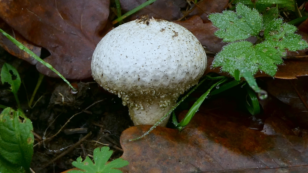 Lycoperdon perlatum · December 2025 · photo: © patricklm35 (iNaturalist, cc0)